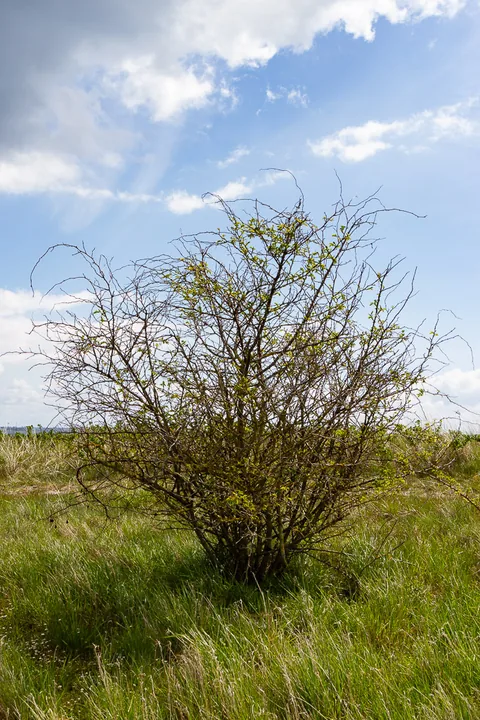 Årø