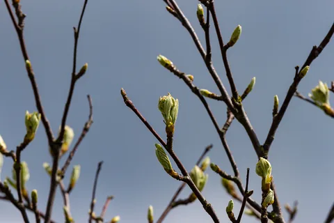 Årø