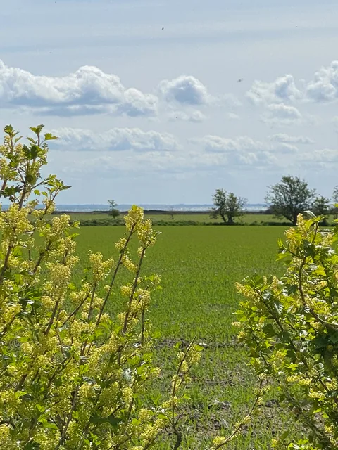 Årø Vingård