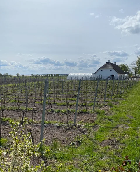 Årø Vingård