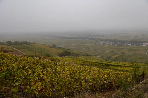 En tur til toppen af Mambourg i gråvejr, med amerikansk mindesmærke og fransk krigskirkegård. Nå ja, og så er Grand Cru Mambourg også en af de absolut skønneste vinmarker i Alsace.