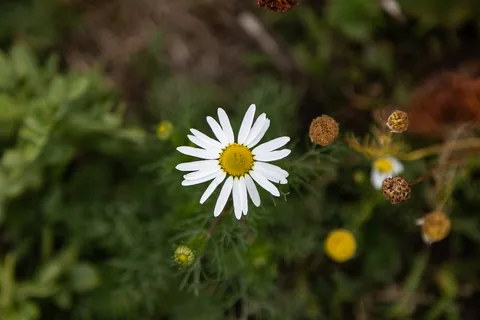 Når udsigten er forsvundet i disen, er det jo godt at naturen byder på andre smukke ting at fotografere.