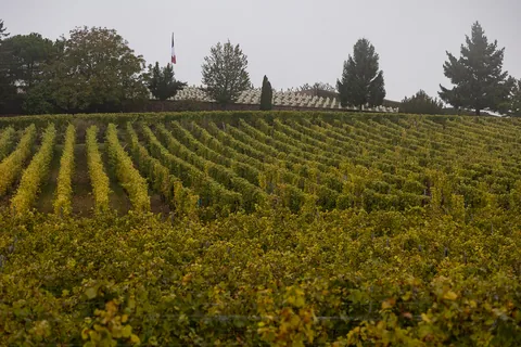 En tur til toppen af Mambourg i gråvejr, med amerikansk mindesmærke og fransk krigskirkegård. Nå ja, og så er Grand Cru Mambourg også en af de absolut skønneste vinmarker i Alsace.