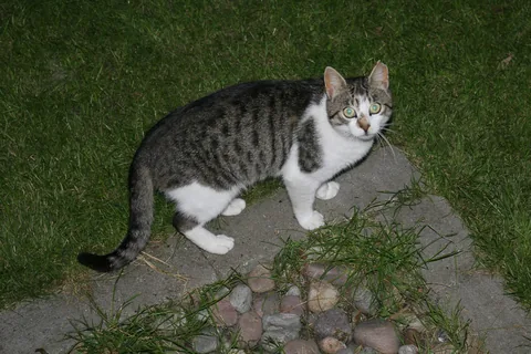 Bettemus 2010