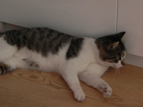 Bettemus 2010