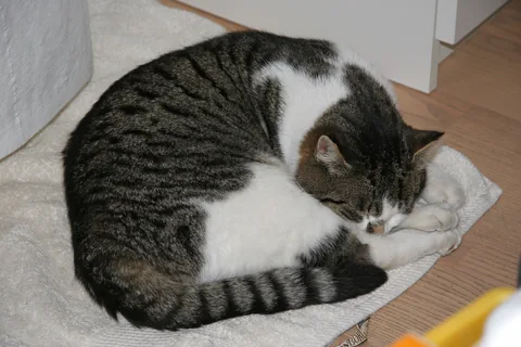 Bettemus 2011