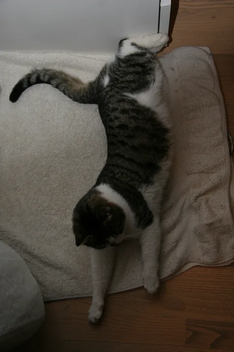 Bettemus 2011