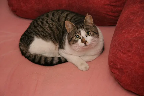 Bettemus 2011