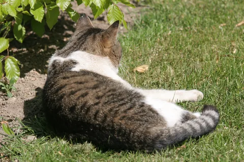 Bettemus 2011