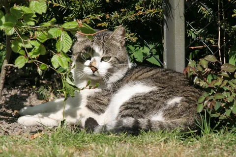 Bettemus 2011
