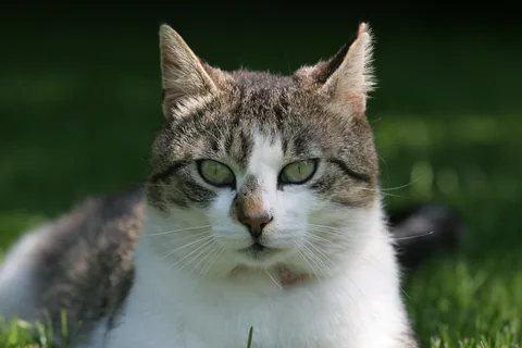 Bettemus 2011