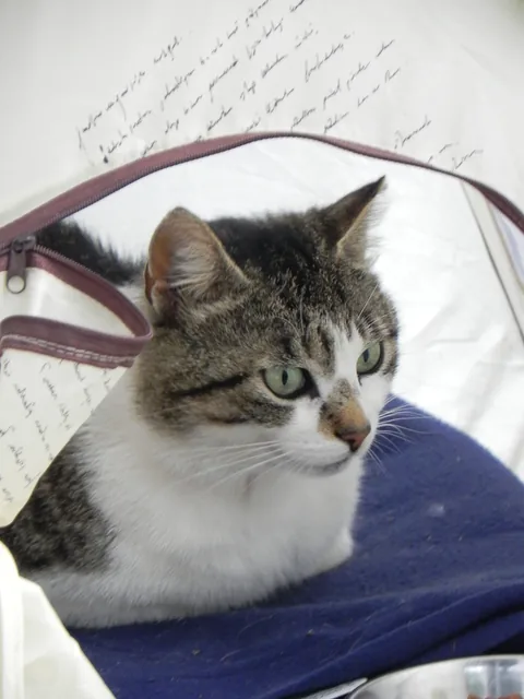 Bettemus 2011