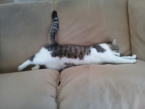 Bettemus 2012
