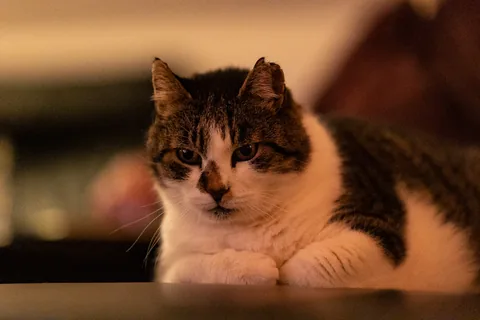 20221218-192036-0009_Canon-EOS-R6